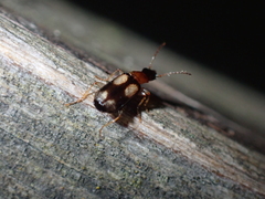 Dromius quadrimaculatus