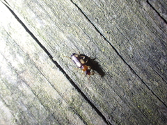 Dromius quadrimaculatus