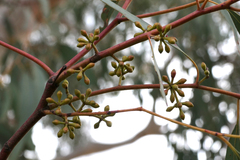Eucalyptus mannifera