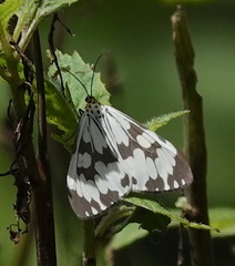 Nyctemera adversata