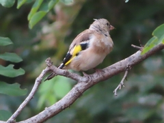 Carduelis carduelis