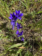 Babiana angustifolia