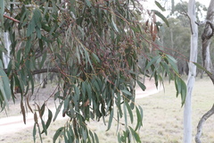 Eucalyptus mannifera