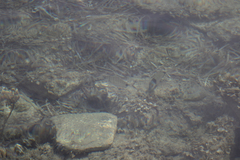 Diplodus vulgaris