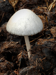 Panaeolus