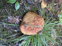 Hypomyces lactifluorum