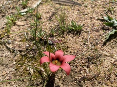 Romulea obscura