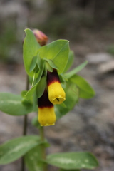 Cerinthe major