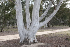Eucalyptus mannifera