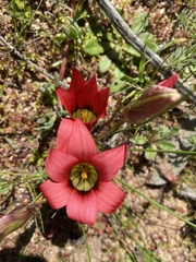 Romulea obscura