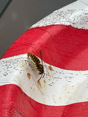 Vespula