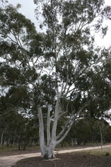Eucalyptus mannifera