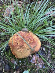 Hypomyces lactifluorum