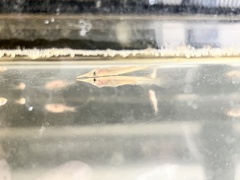 Dermogenys collettei