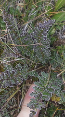 Pedicularis rostratocapitata