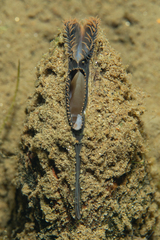Elliptio complanata