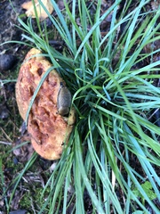Hypomyces lactifluorum
