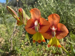 Gladiolus alatus