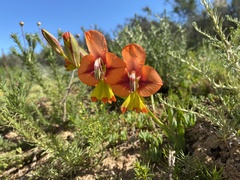 Gladiolus alatus