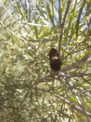 Rhopalomyia utahensis