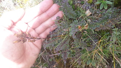 Pedicularis rostratocapitata