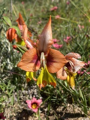 Gladiolus alatus