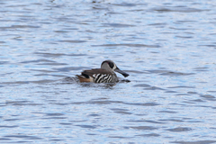 Malacorhynchus membranaceus