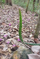 Selenicereus monacanthus