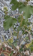 Xanthium orientale