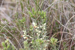 Melichrus urceolatus