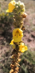 Verbascum thapsus