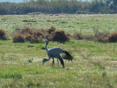 Anthropoides paradiseus