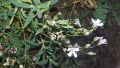 Gypsophila repens