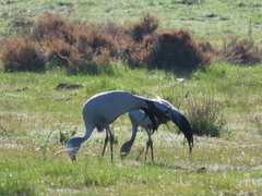 Anthropoides paradiseus