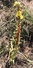 Verbascum thapsus