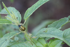 Calligrapha serpentina