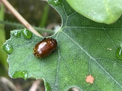 Gallerucida singularis