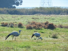 Anthropoides paradiseus