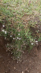 Gypsophila repens