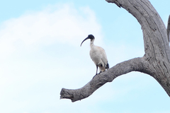 Threskiornis molucca