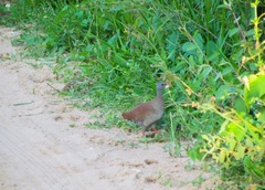 Crypturellus parvirostris