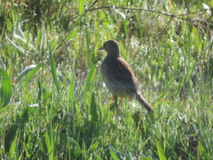 Macronyx capensis capensis