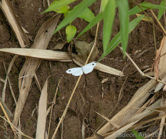 Leptosia nina