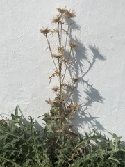 Carduus acanthoides