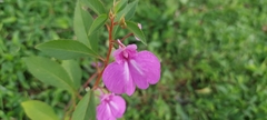 Impatiens balsamina