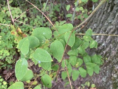 Smilax herbacea