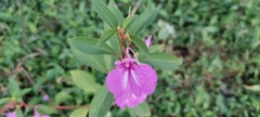 Impatiens balsamina