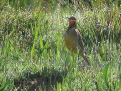 Macronyx capensis capensis
