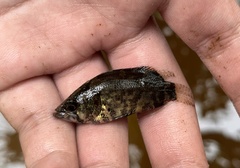Nandus nebulosus