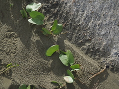 Ipomoea pes-caprae